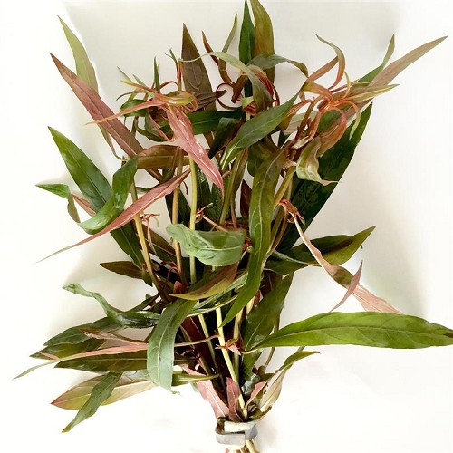 Ludwigia perennis - Rote Stern Ludwigie